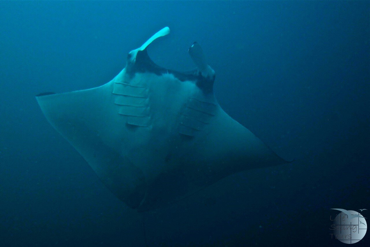 giant-manta-ray-black-rock1_mergui-archipelago.net.jpg
