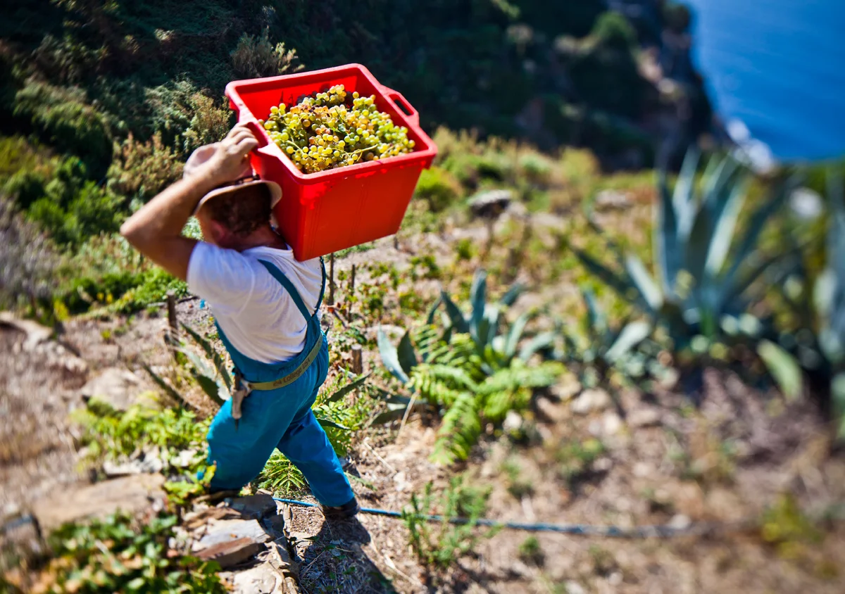 IMG_0363_corniglia-uva.jpg