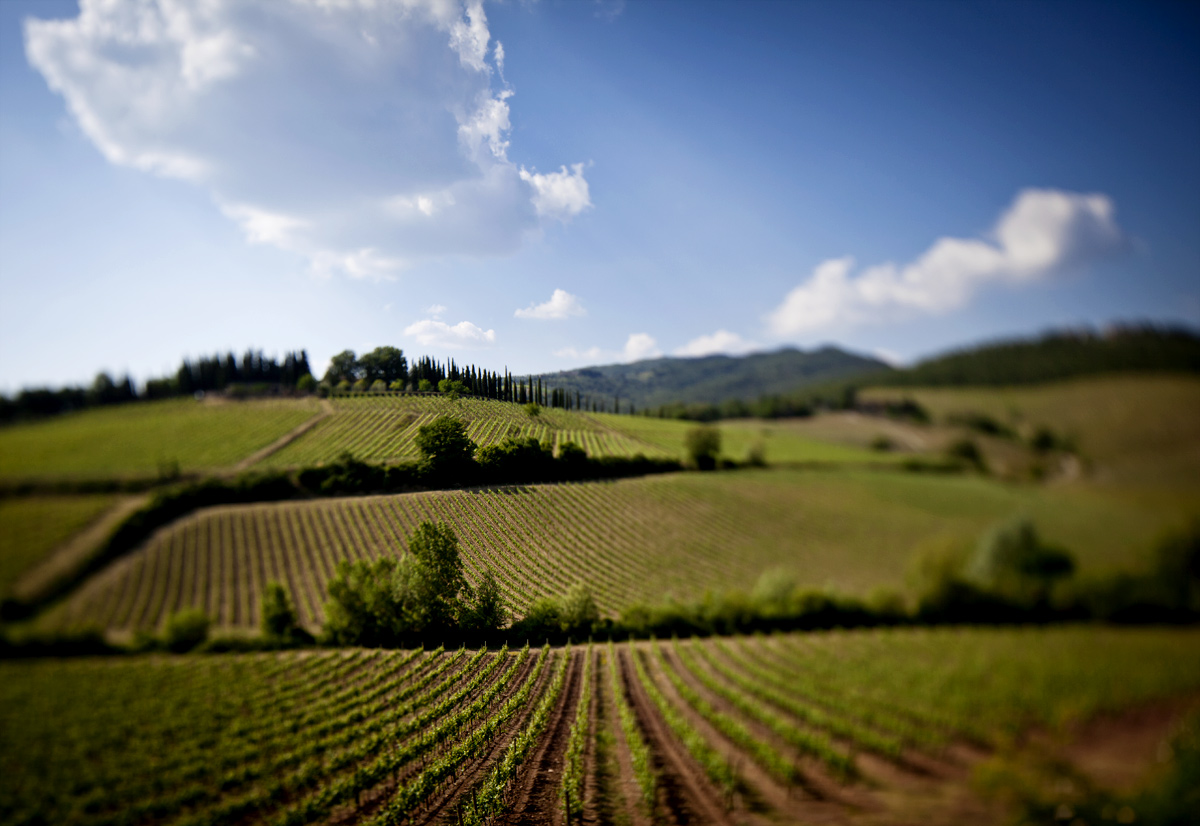 IMG_5354_chianti.jpg