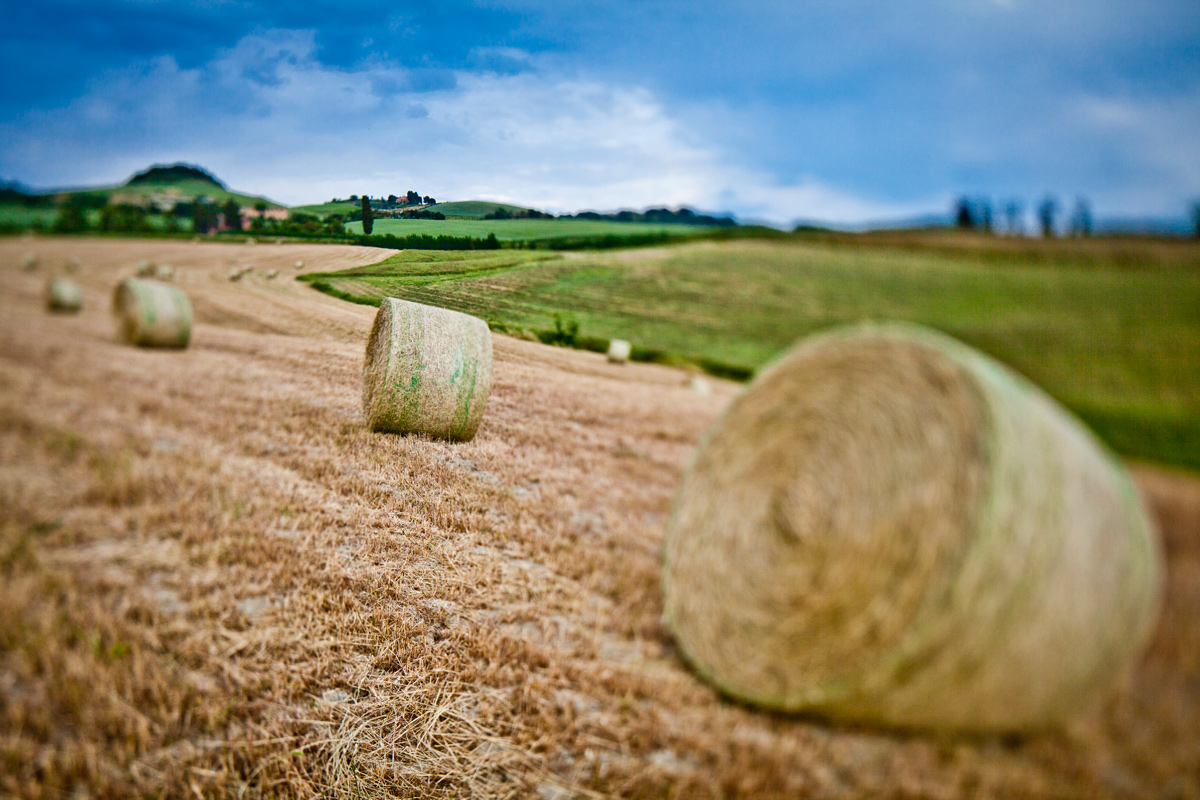 IMG_5966_hayfield.jpg