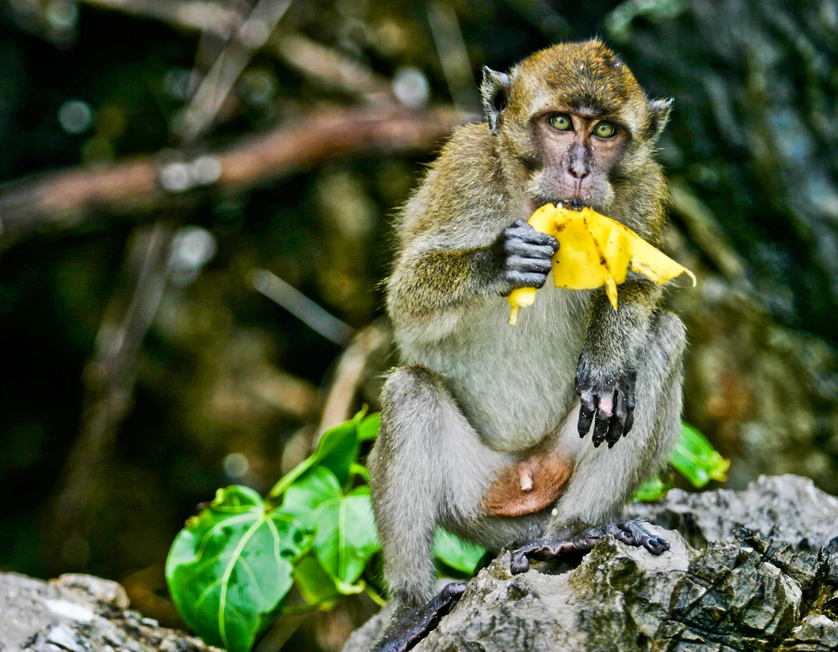 IMG_0897_krabi-ling.jpg