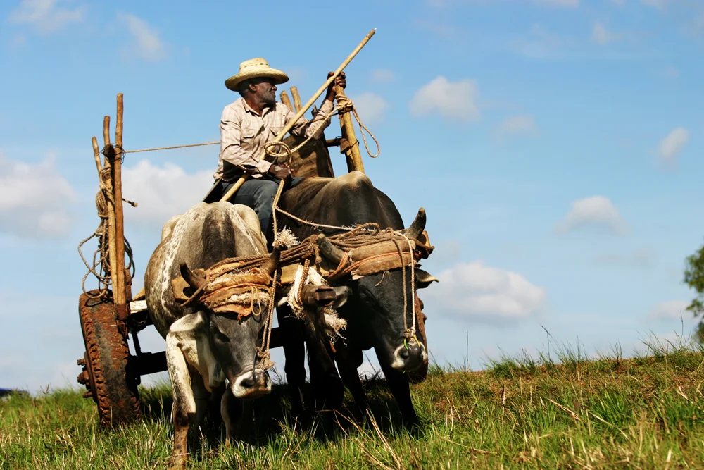 IMG_9105_oxcart.jpg