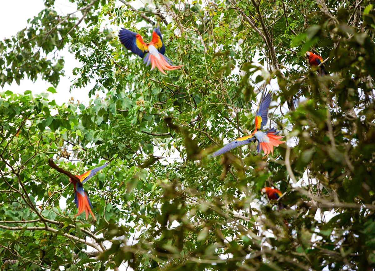 IMG_0160_scarletmacaws.jpg