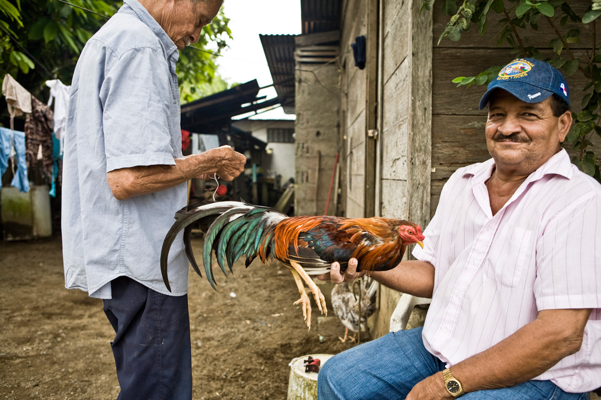 IMG_0564_pollo.jpg