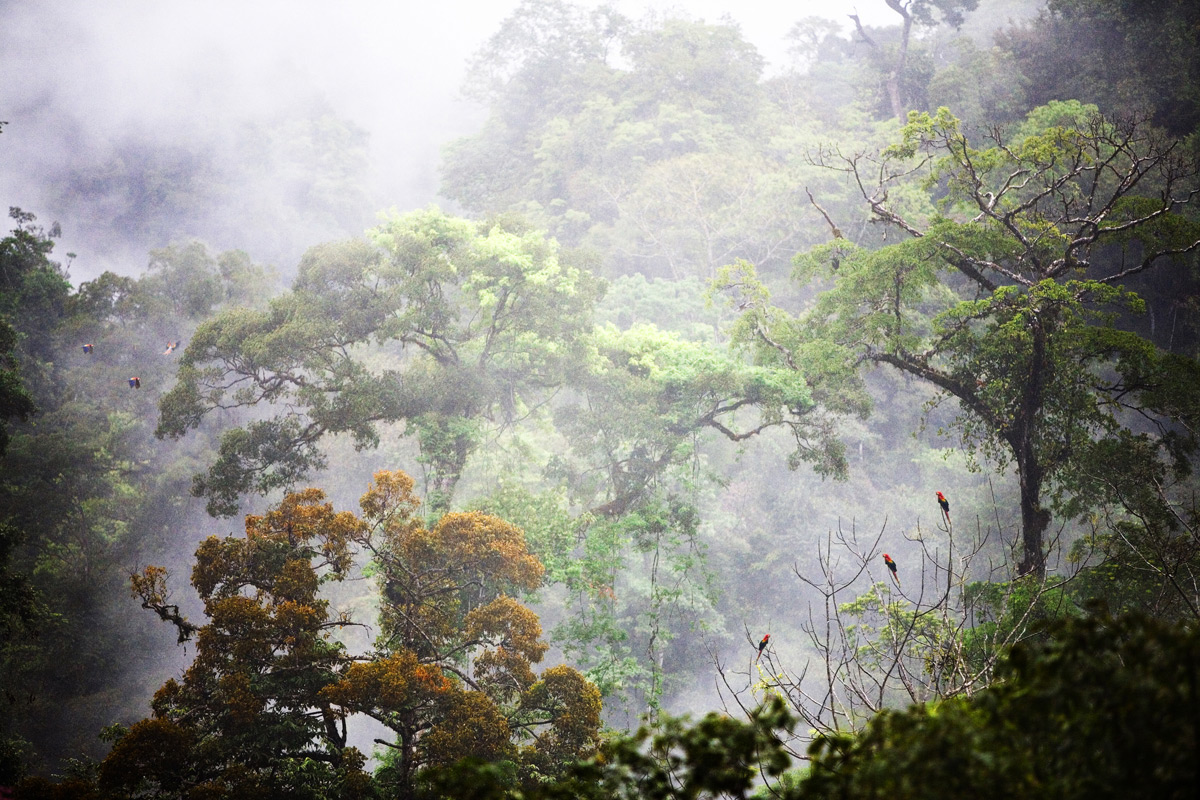 IMG_9399_osa_canopy.jpg