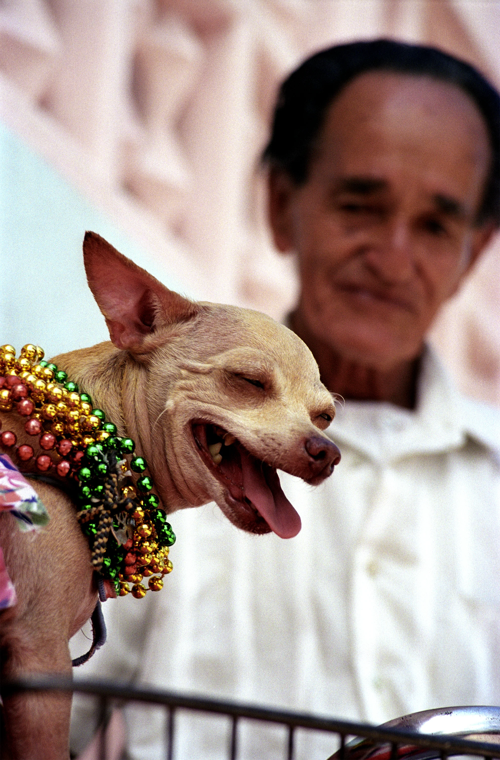 chihuahua_990809.jpg