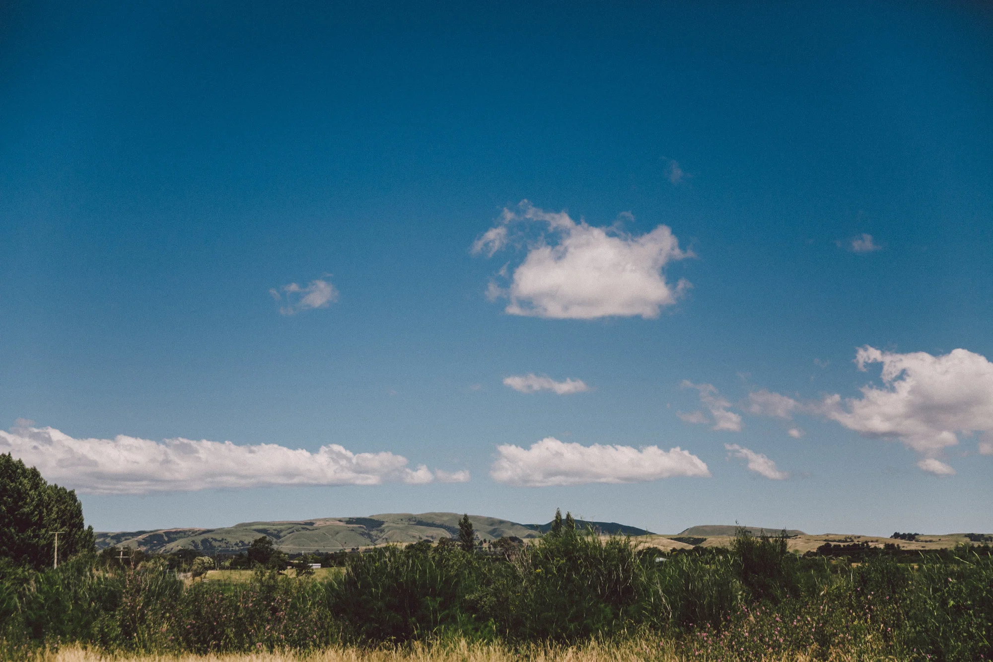 SMP_POPPIES_WEDDING_martinborough_002.jpg