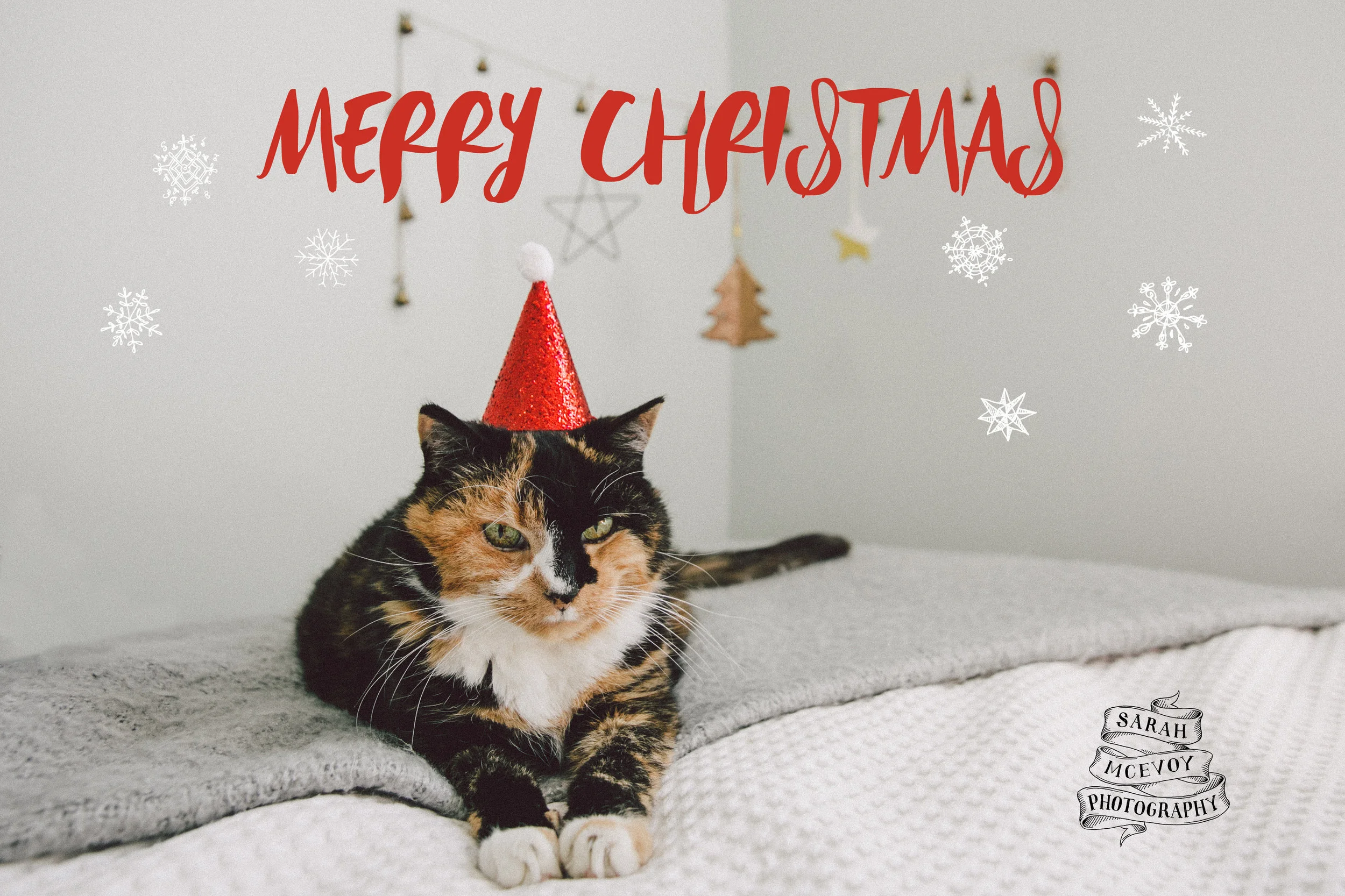  2017. Excellent death stare this year. 