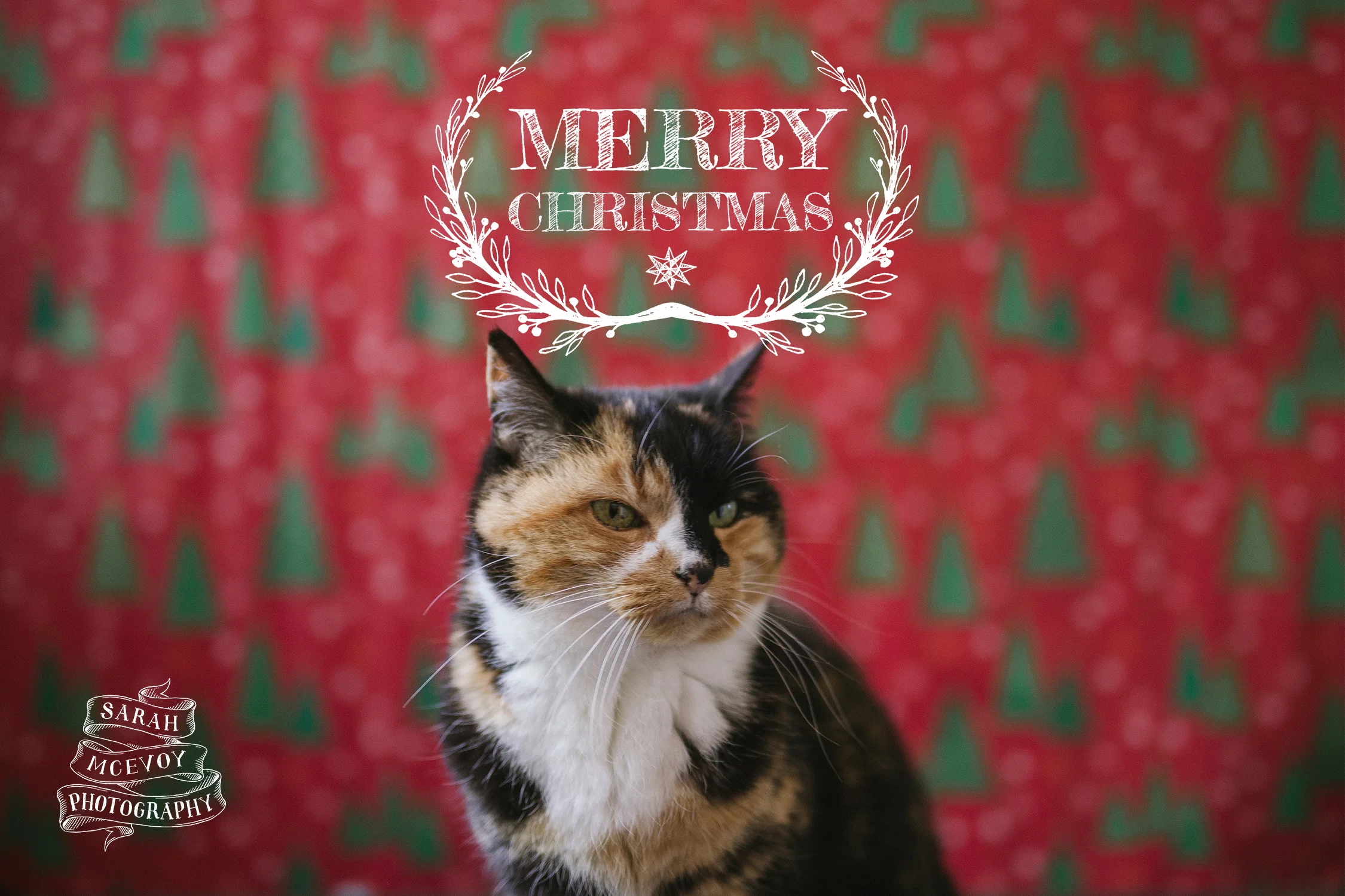  2014. Sly eye. Went hipster with this one. Even hung a backdrop up. 