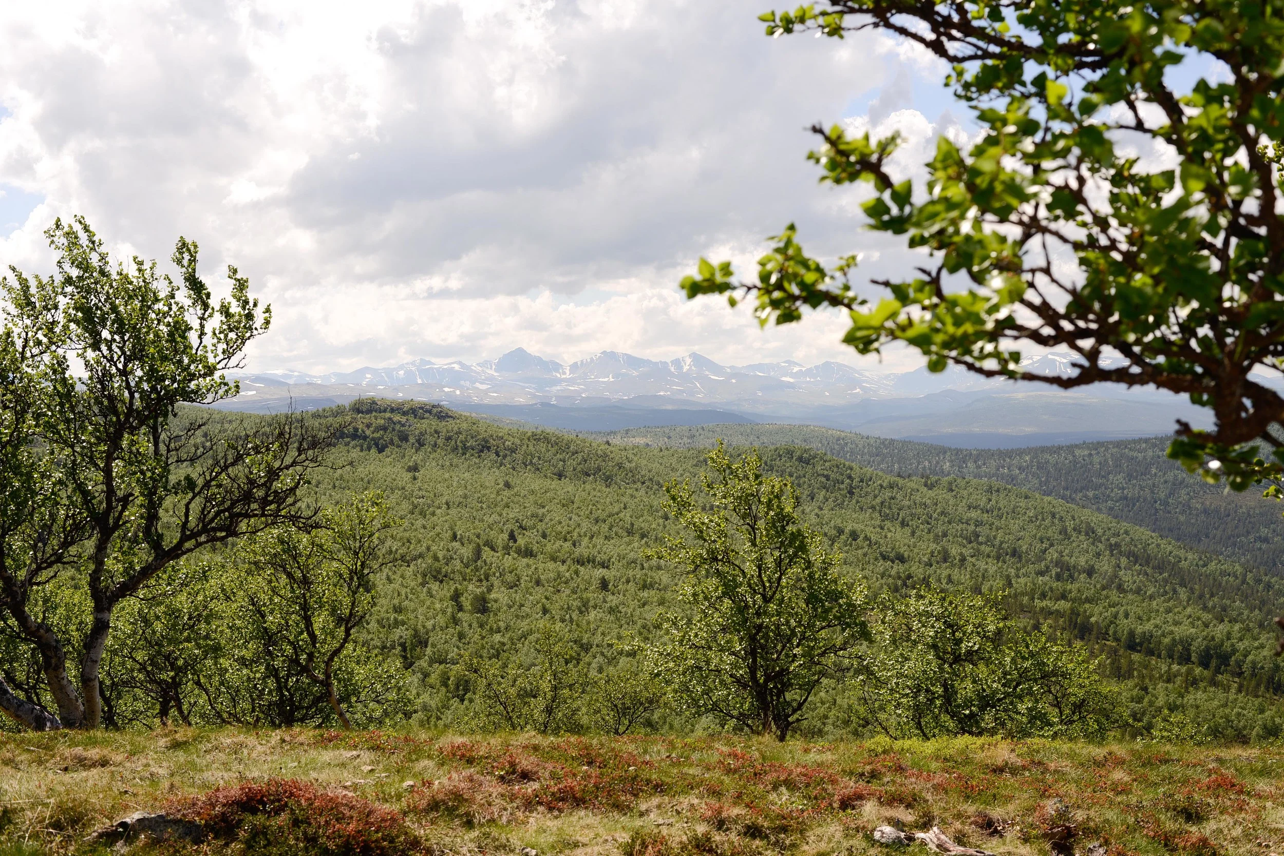   Collecting material for&nbsp;  Folldal, 2014   Folldal, NO.&nbsp; June 2014    