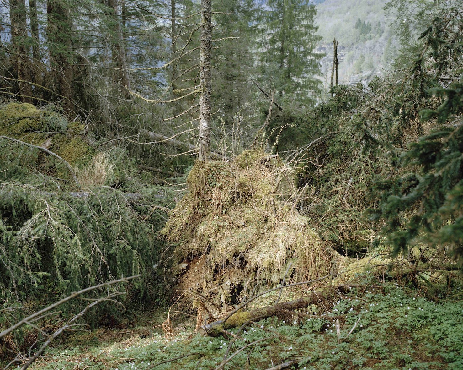 1. tapet sitka web 1.jpg