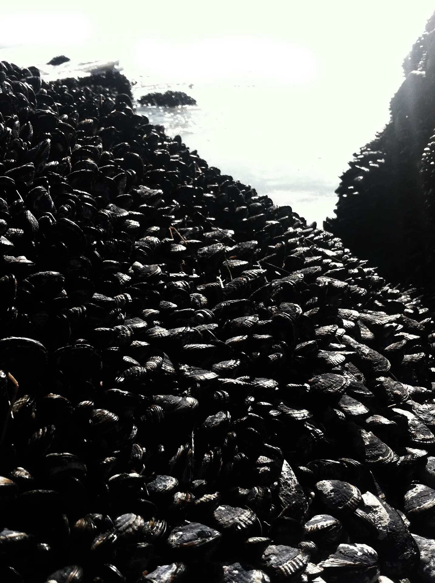 mussel beach