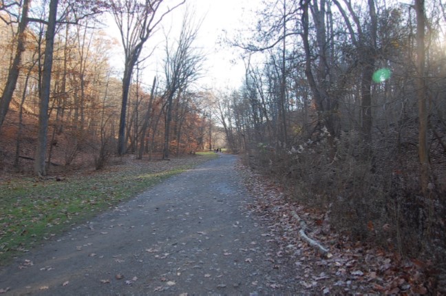 Tranquil Trail through Fern Hollow