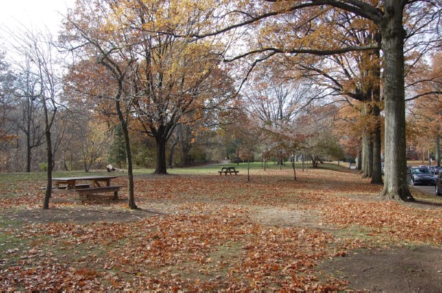 Parkland landscape along Reynolds Street