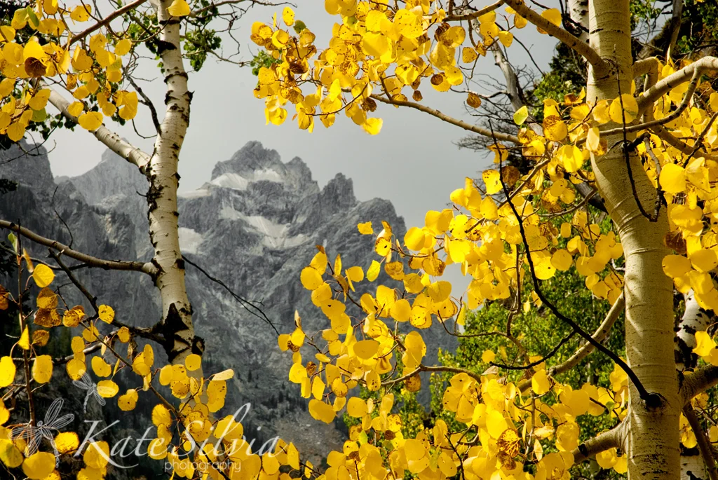 Teton Color.jpg
