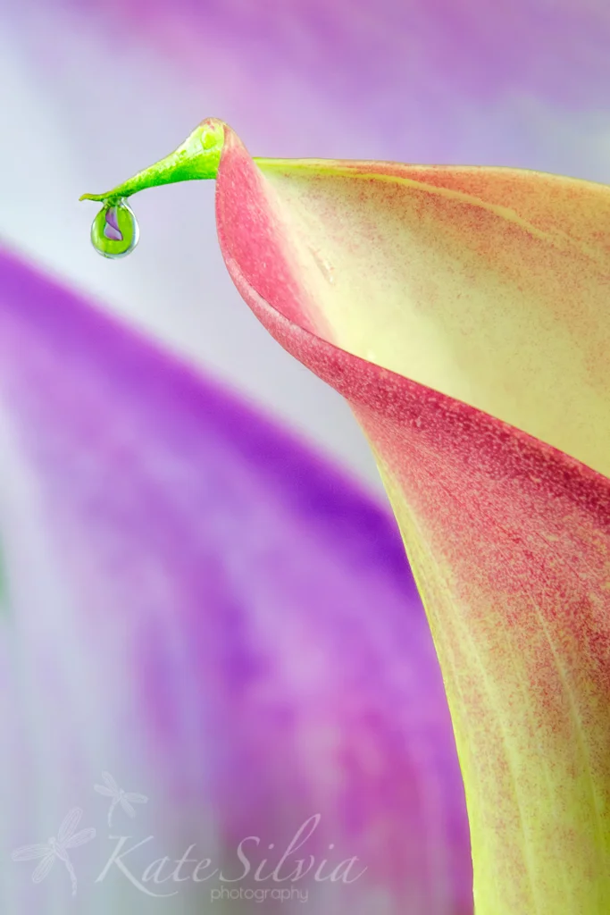 Calla Lily Drop.jpg