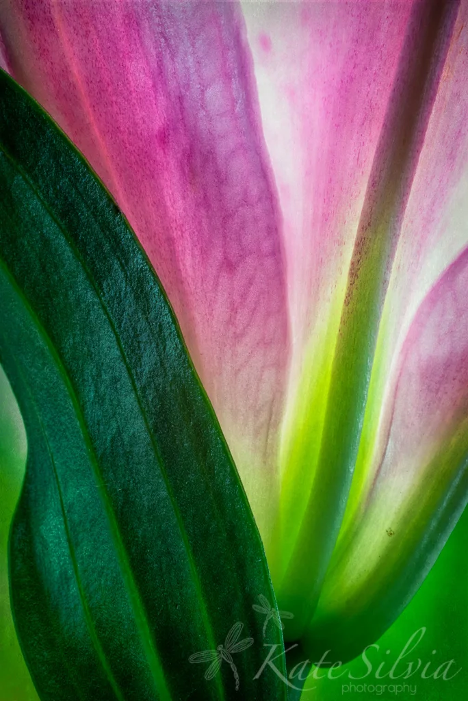 Lily Leaf Texture.jpg