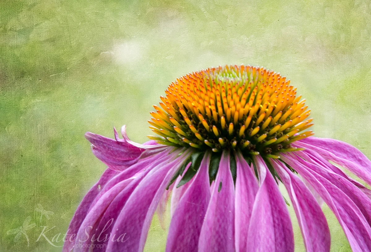 Cone Flower Textured.jpg