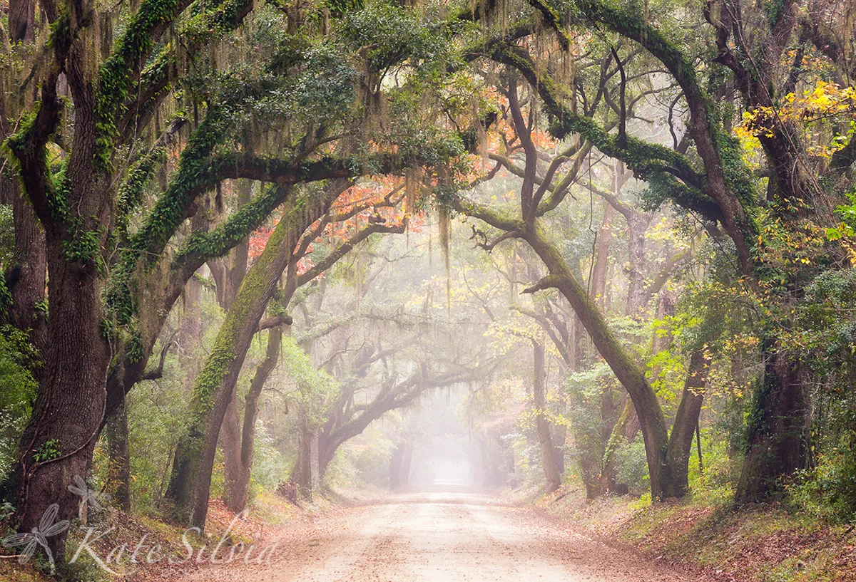 Botany Bay Rd Autumn 1-2.jpg