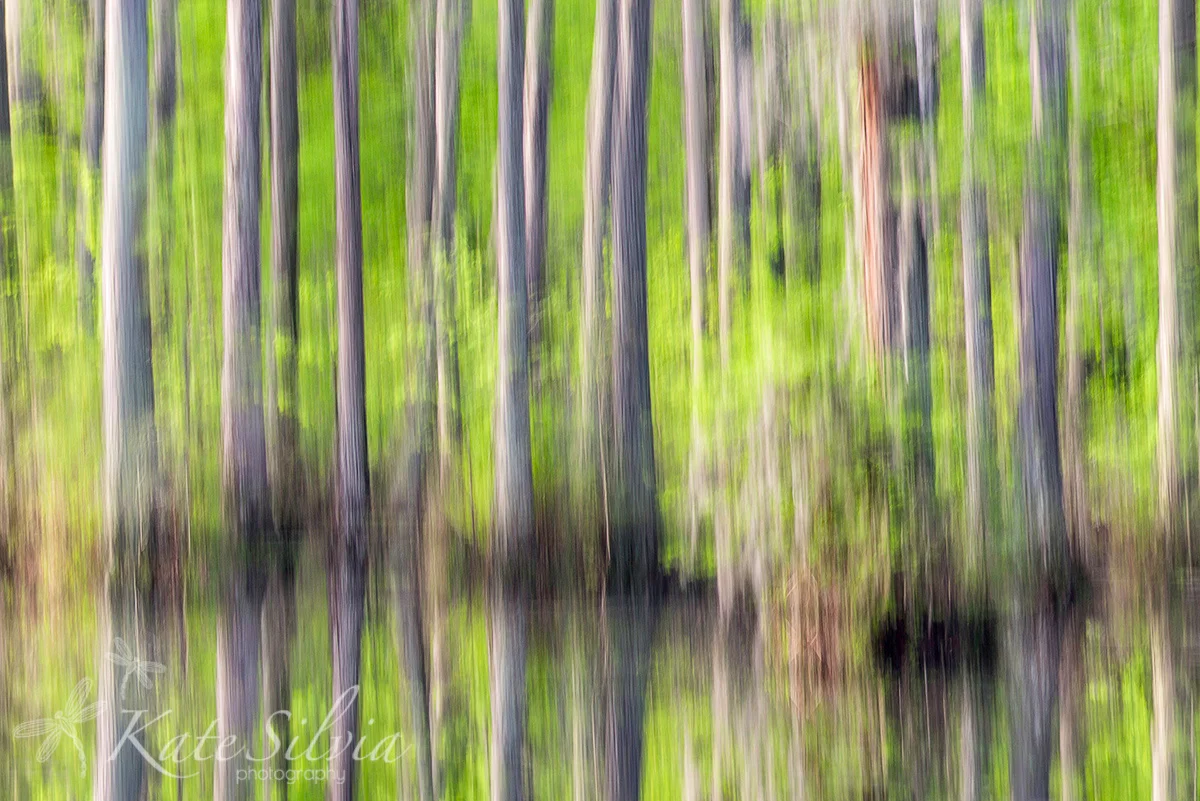 Cypress Gardens 2015 Tree Swipe Abstract-2.jpg