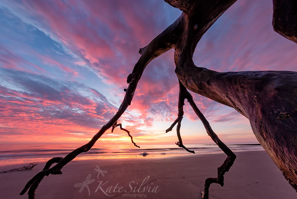 Hunting Island Sunrise Boneyard Fisheye copy.jpg