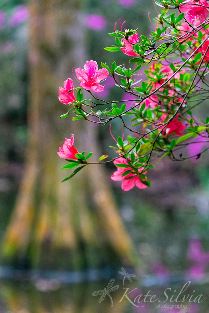 Magnolia Azaleas hanging over pond with cypress tree.jpg