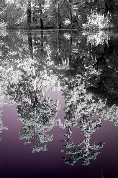 I-Ray filter used on a reflection at Magnolia Plantation and Gardens, Charleston SC. 