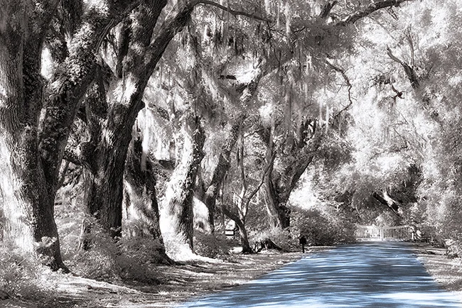 I-Ray used for a scene at Magnolia Plantation and Gardens, Charleston SC.