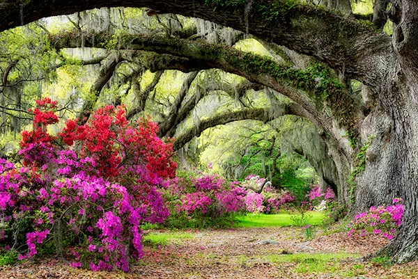 Magnolia Plantation and Gardens