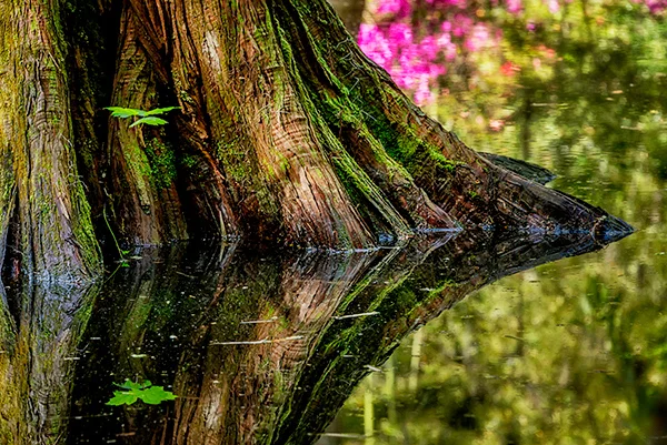 Magnolia Plantation and Gardens