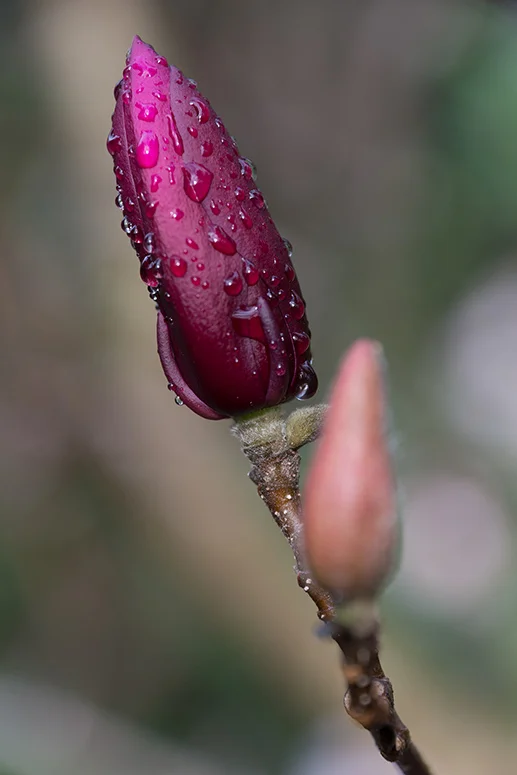 Focus Blend 2.jpg