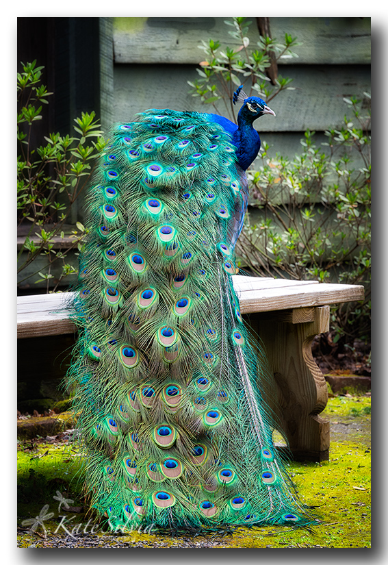 Magnolia 2016 Peacock display.jpg