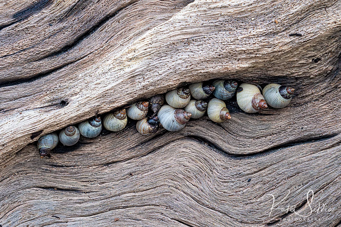 Jekyll Island Low TIde snails on driftwood.jpg