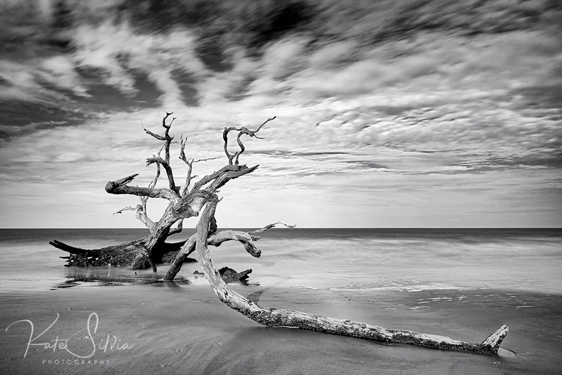 Jekyll Island Driftwood Beach 10 stop ND.jpg