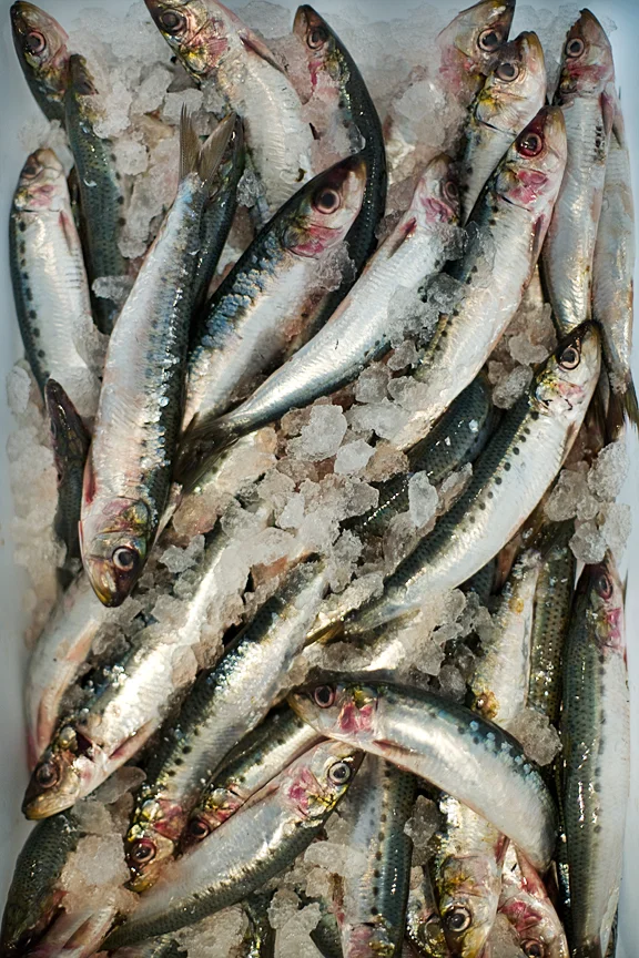 Sardines.jpg