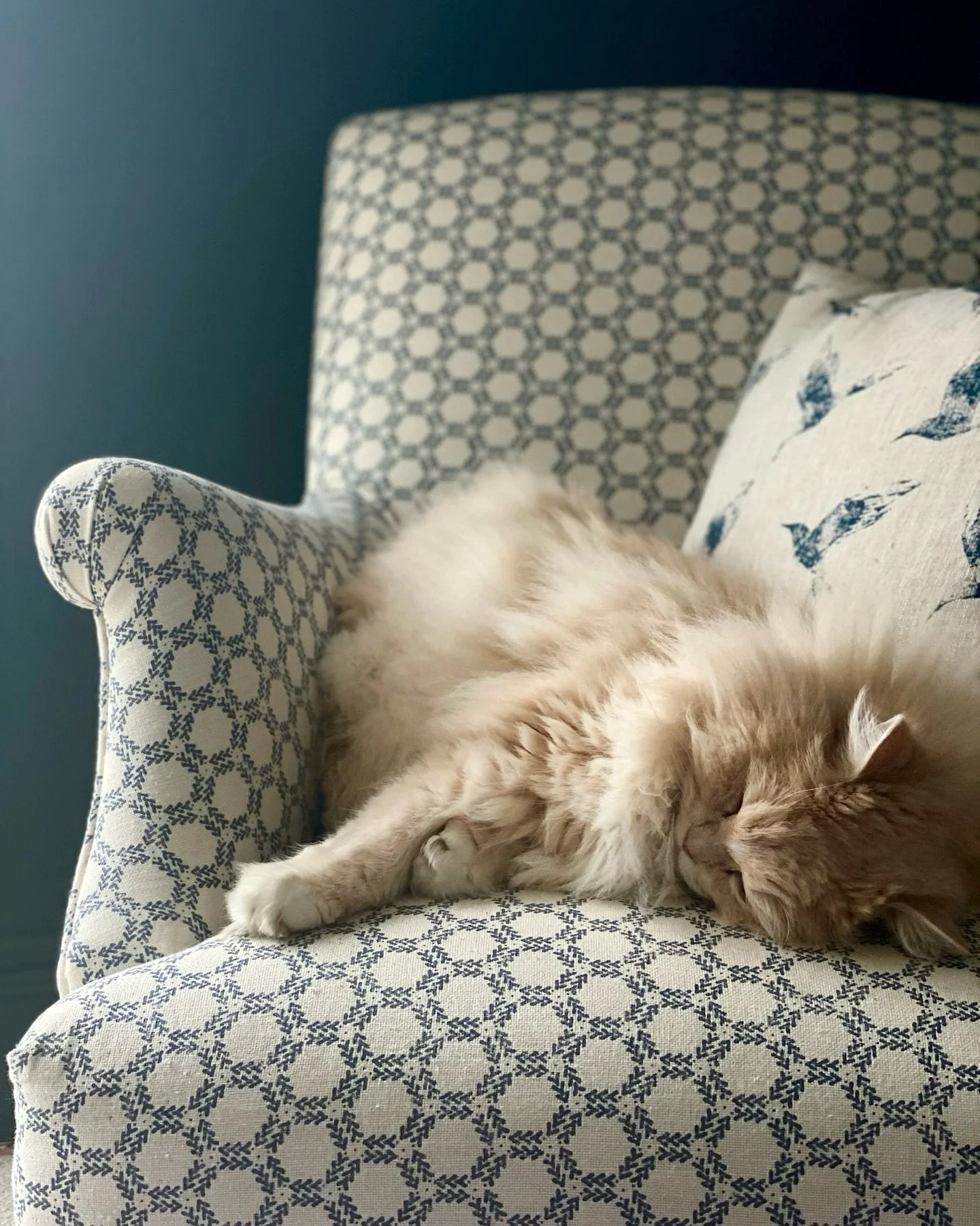 Vibes 🐾💤

Chair fabric: Honeycomb Ocean.
Cushion: Bollin Bird Inky Sky

#zoeglencrossfabric 
#honecombfabric