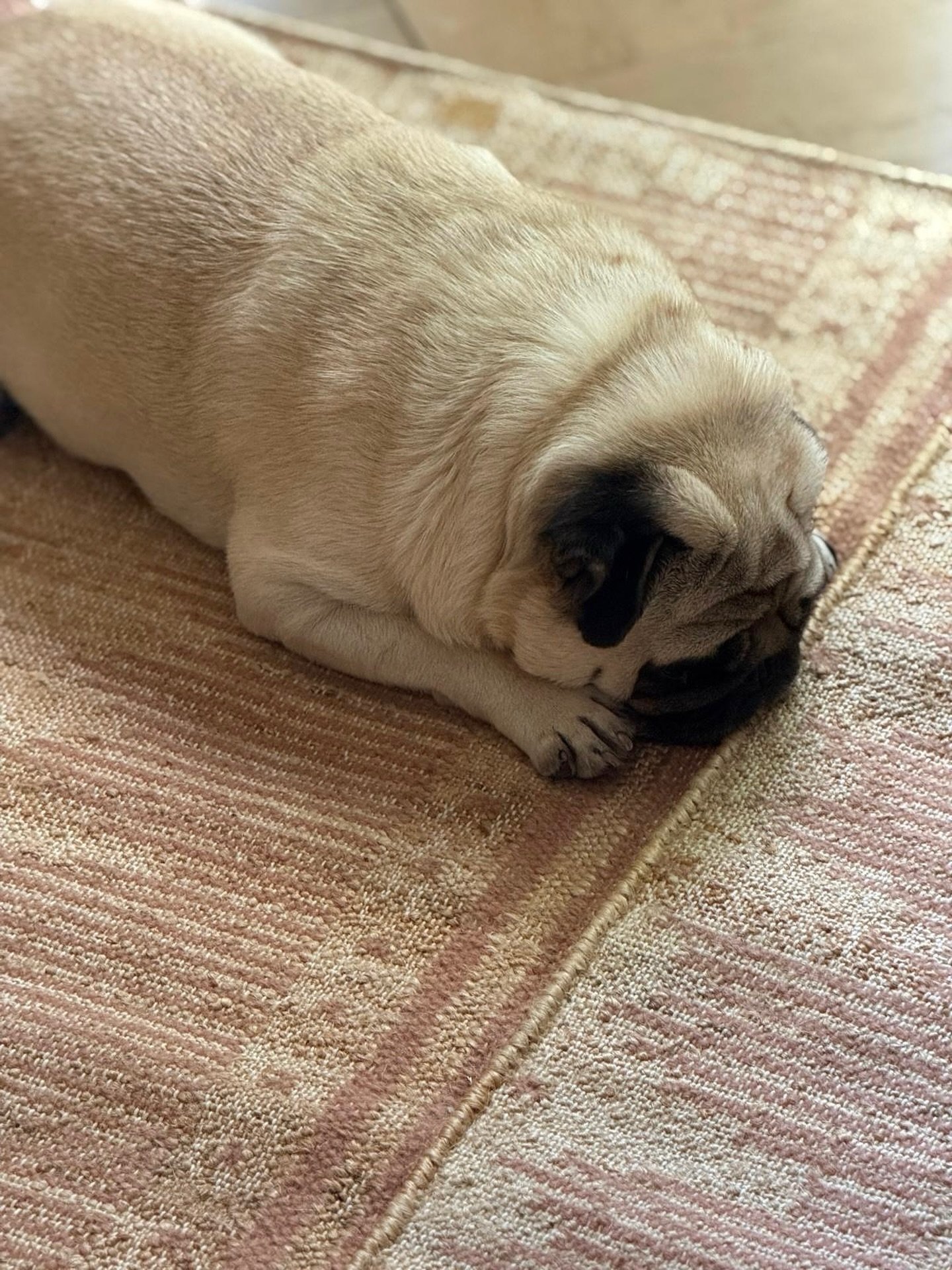 Meet Frank! He was a guest on our @coralandhive shoot and stole our hearts.  Ziggy rug photographed, woven in muted warm tones of Terracottas and Ochres. 

Happy Sunday! 🐾

@nick.compton 
#zoeglencrossdesigns #coralandhive
