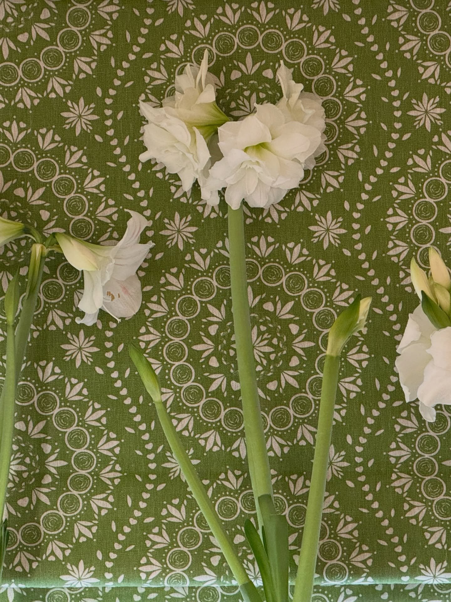 Amaryllis. 😍

When you&rsquo;re a spring/summer person holding back on the Christmas decs. 

Roman blind made in Palma Sol Apple. 🍏 

#zoeglencrossfabrics
#greenromanblind
#linenromanblind