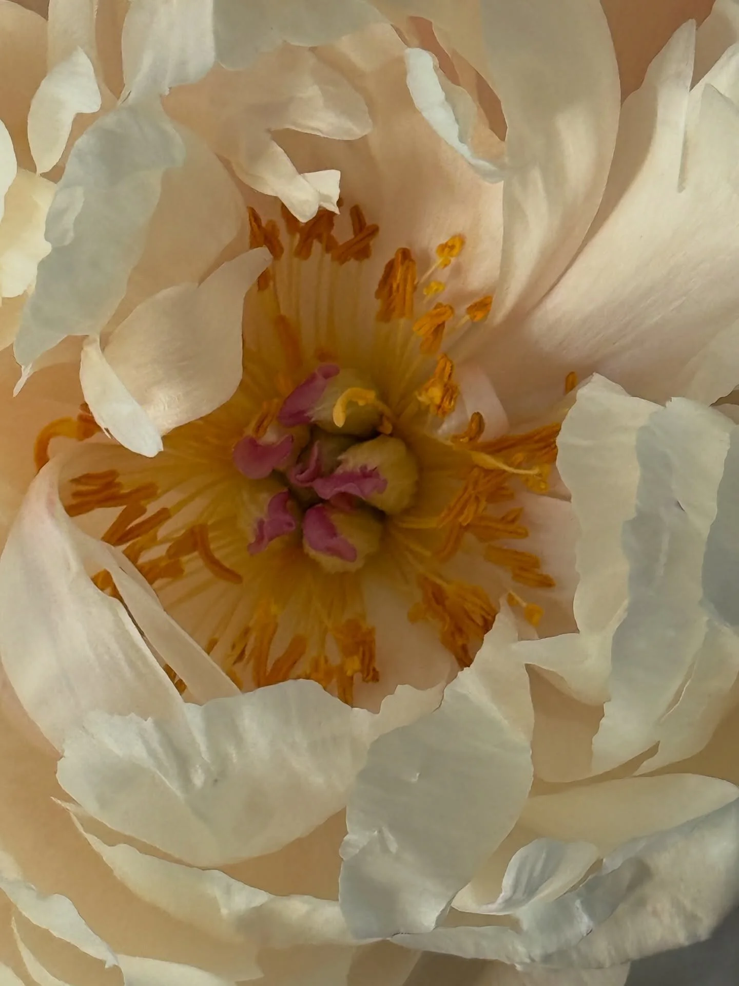 If like me you are a lover of Peonies, this is the perfect time of year.  It&rsquo;s lovely to watch them bloom and change colour each day.  Same flower, different days.