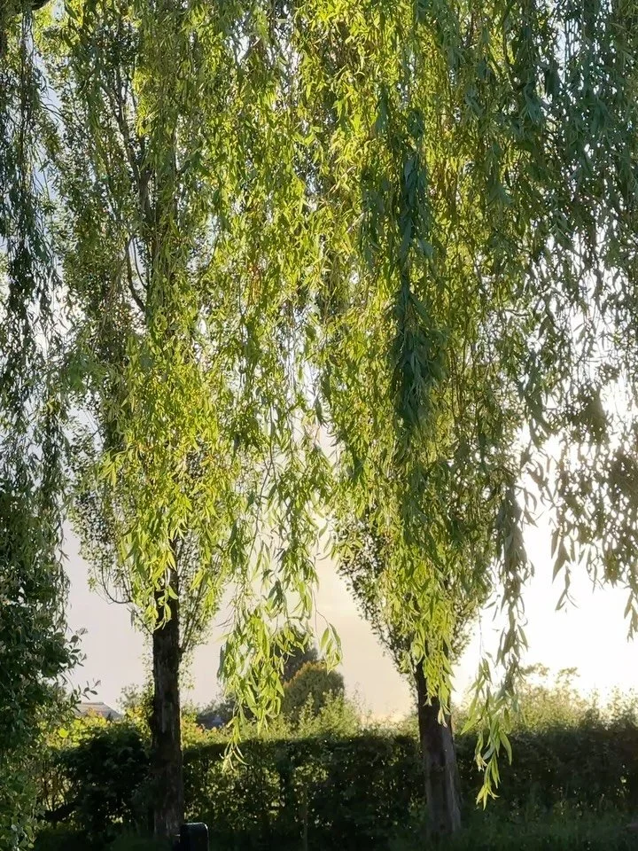 This week&rsquo;s evening walks and morning runs.  Contemplation and inspiration.
