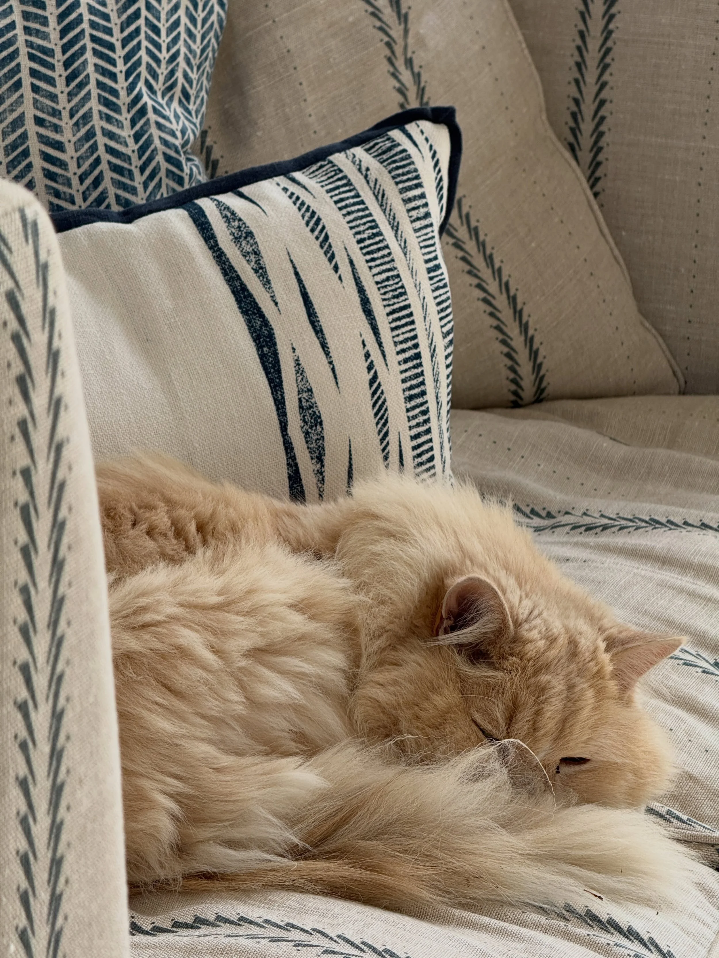 Baz has his favourite cushions.  He also know&rsquo;s there&rsquo;s 20% off cushions online right now for mailing list subscribers ! ;) 😻
Did you? 

So do hurry and sign up for the discount code while the offer lasts! 🏃&zwj;♀️