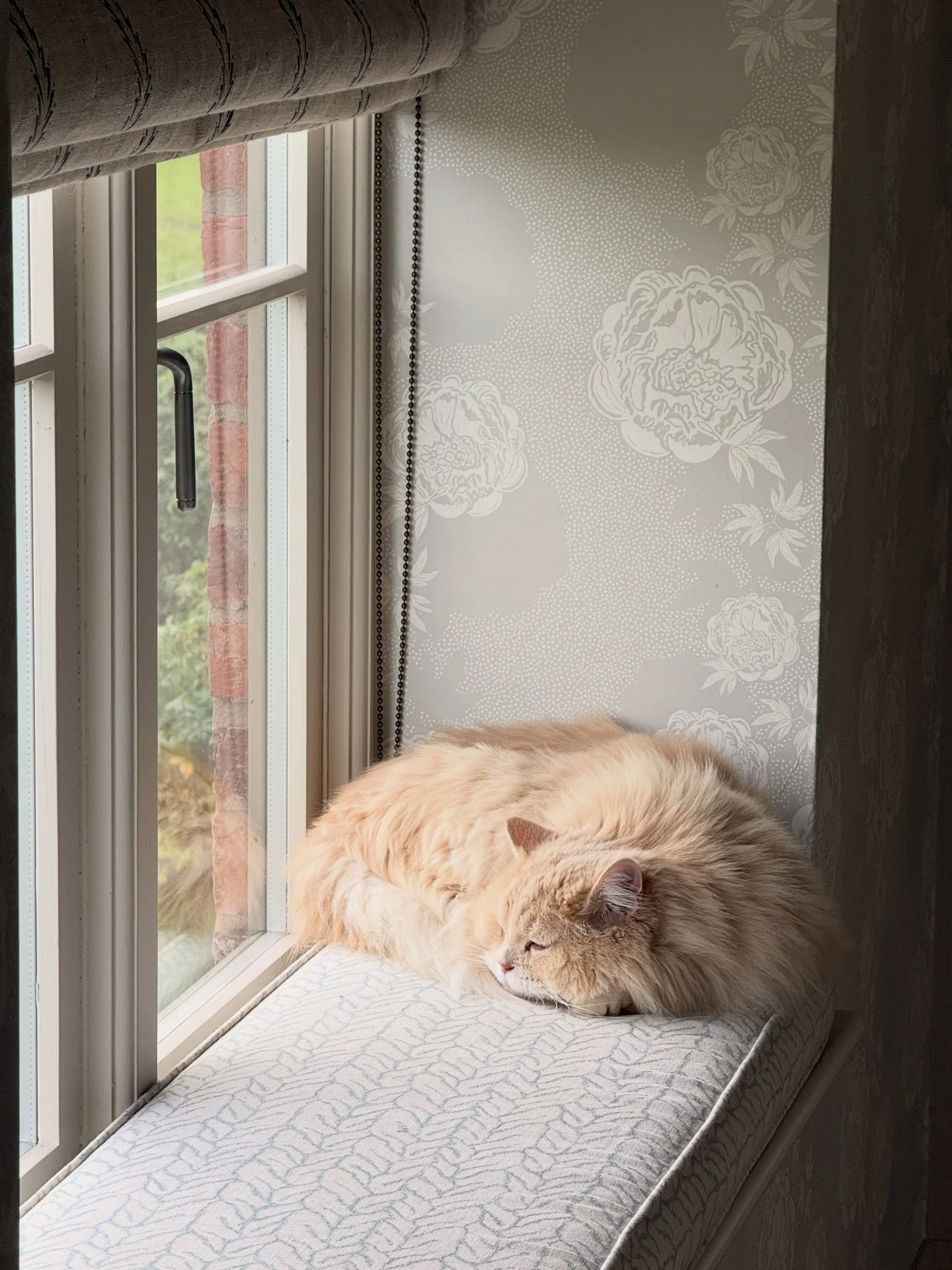 Easy like&hellip;

Enjoying the peace. 🐾 😻 Happy Sunday folks! 

Wallpaper: Peony Echo
Roman Blind: Feather Blade Atlantic linen 
Seat pad: Sea Tangle Chateau Blue linen 

#zoeglencrossfabrics 
#peonywallpaper
#romanblinds 
#linenblind