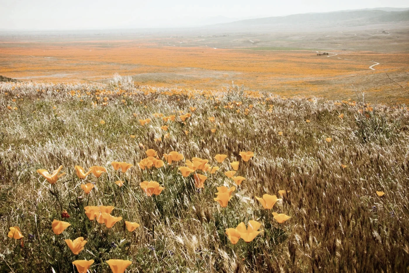 goldenpoppies-4-2-1400x934.jpg