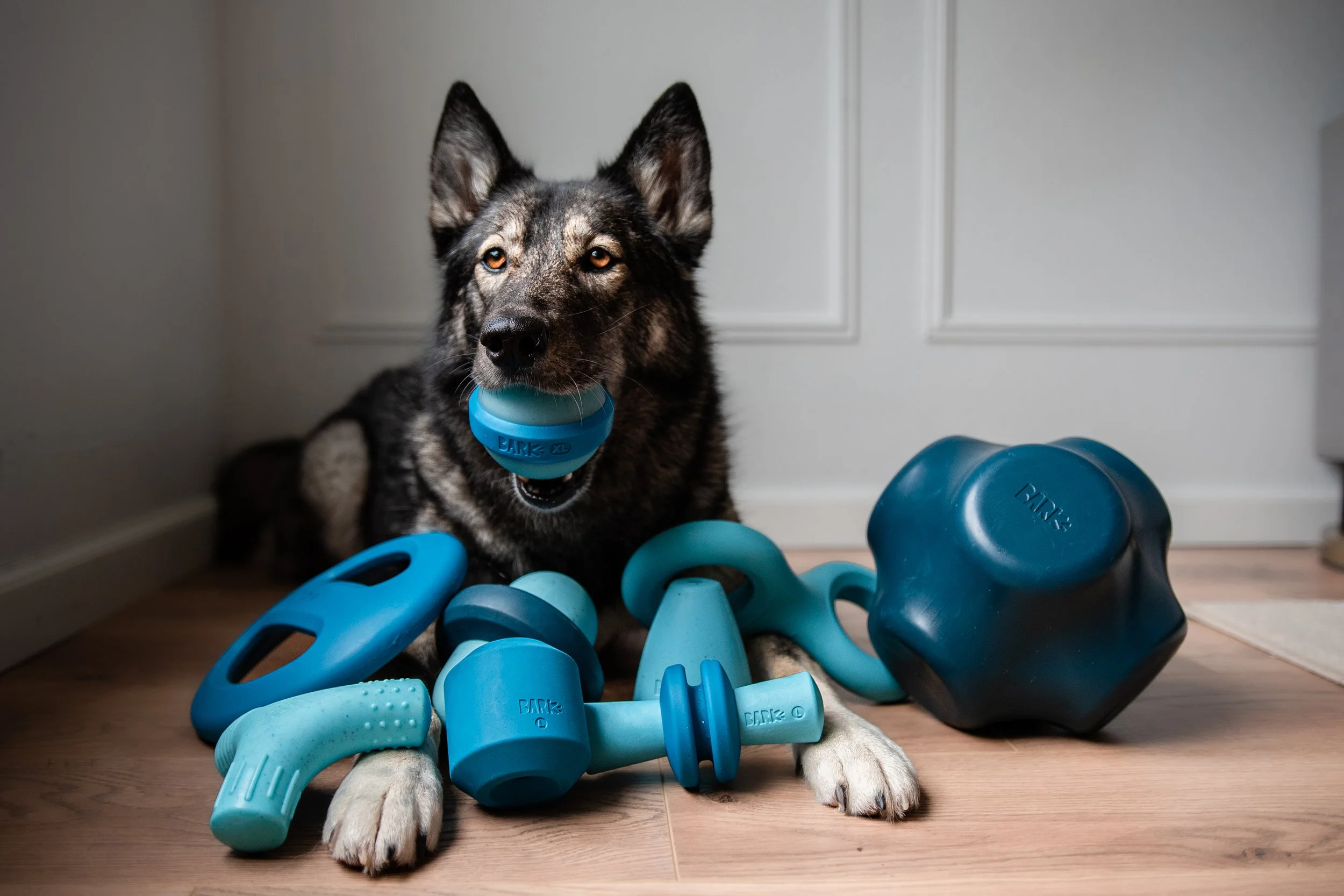 A large dog with durable dog toys designed for different play styles and ergonomics for both dog and human. The toys are modern, minimal, utilize beautiful forms with function, and are blue so that the color registers within the dog's vision.