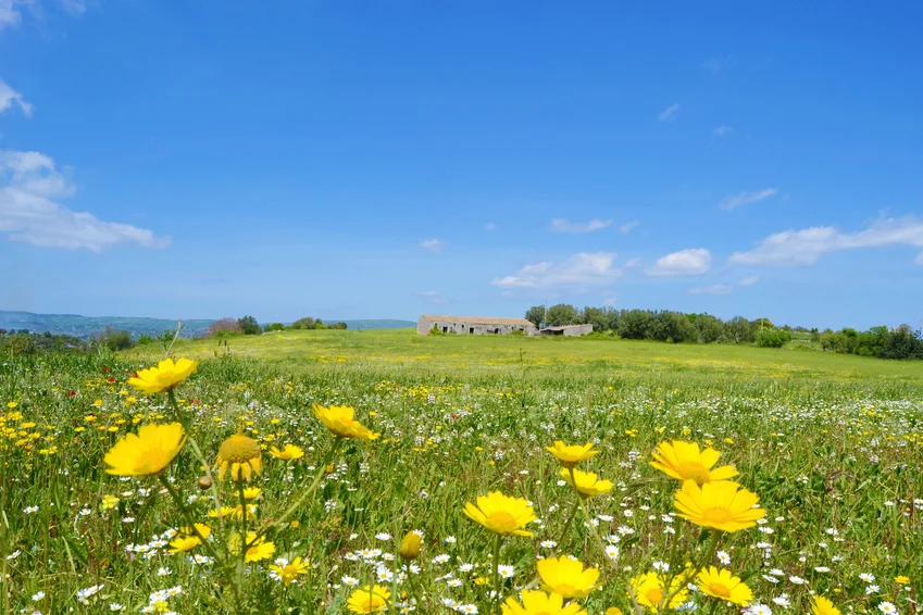 fieldsdaisy.jpg