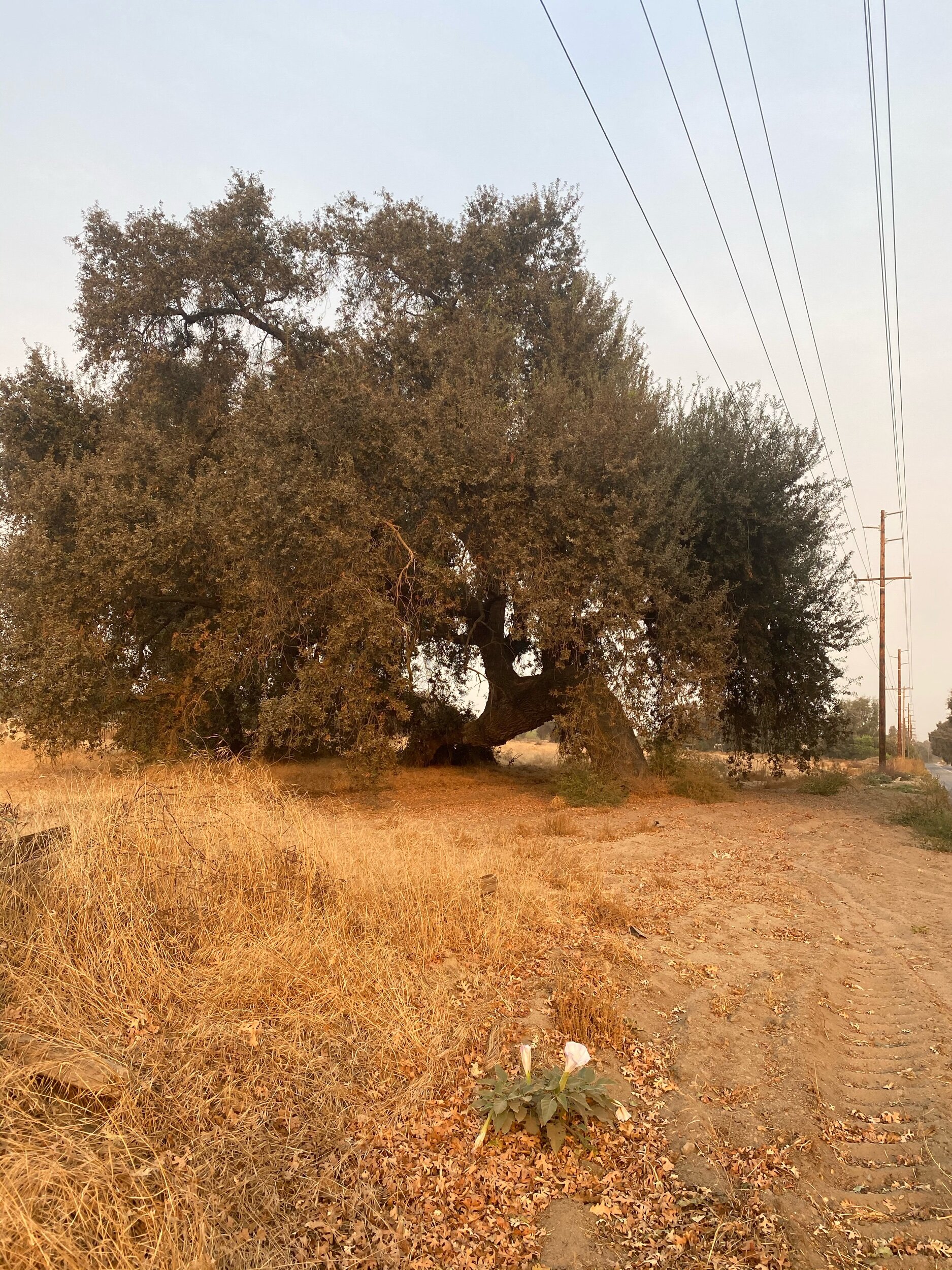 IMG_8153.jpeg