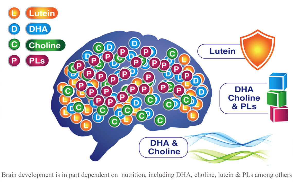 Interactive Brain Diagram