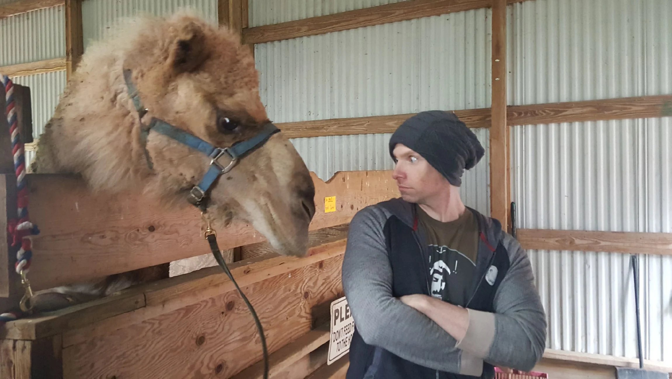 Facing down a camel. It was my test of manhood. I almost passed.