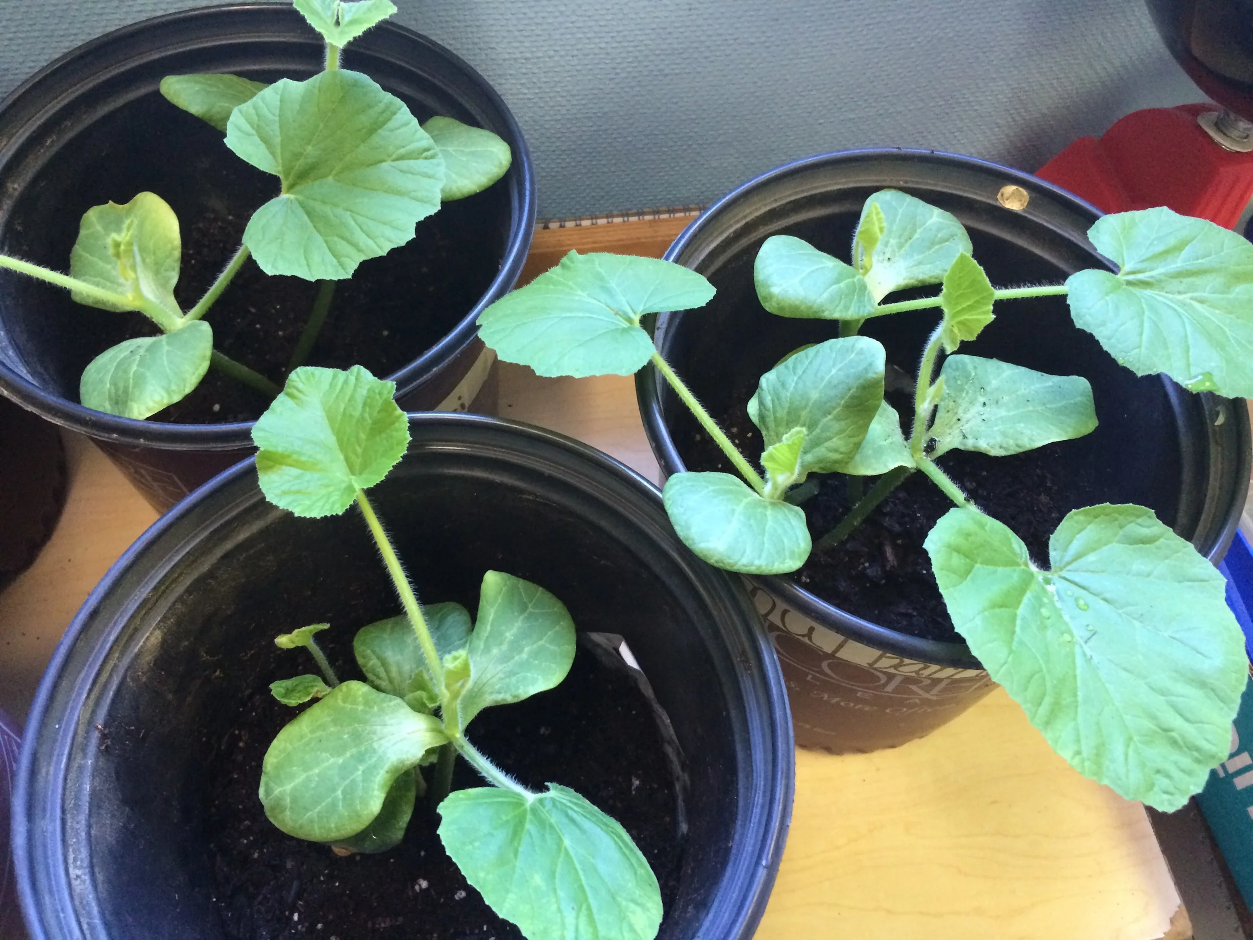 Southside Elementary School | 2015-2016