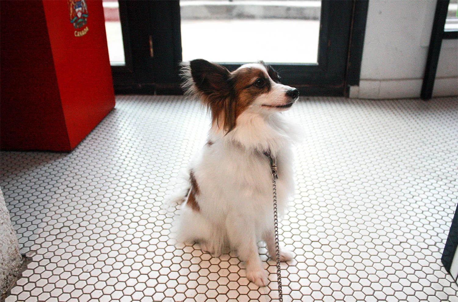 Dog in the City: White Lotus Pet Spa